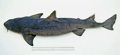 Southern Mandarin Dogfish (Cirrhigaleus australis)