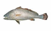 Southern meagre (Argyrosomus hololepidotus)