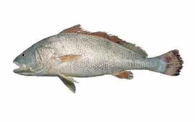 Southern meagre (Argyrosomus hololepidotus)