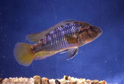 Southern mouthbrooder (Pseudocrenilabrus philander philander)
