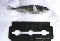 Southern ninespine stickleback (Pungitius platygaster)