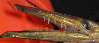 Southern ocean daggertooth (Anotopterus vorax)