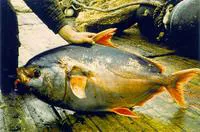 Southern opah (Lampris immaculatus)