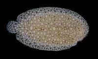 Southern peacock sole (Pardachirus hedleyi)