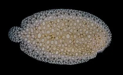 Southern peacock sole (Pardachirus hedleyi)
