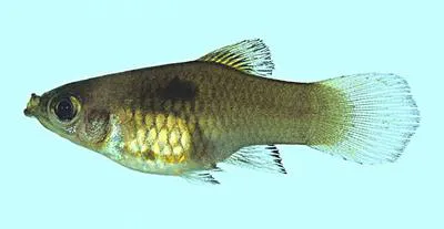 Southern platyfish (Xiphophorus maculatus)