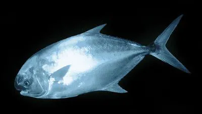Southern pompano (Trachinotus africanus)