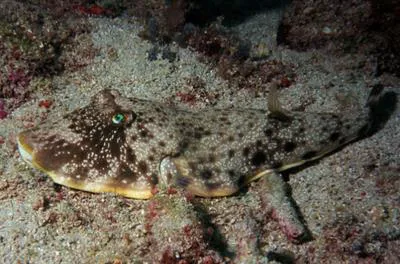Southern puffer (Sphoeroides nephelus)