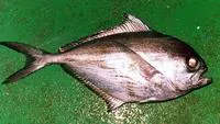 Southern rays bream (Brama australis)