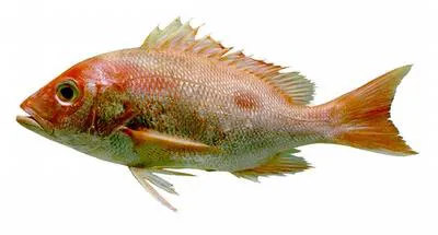 Southern red snapper (Lutjanus purpureus)