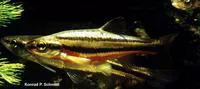 Southern redbelly dace (Chrosomus erythrogaster)