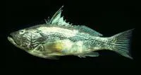 Southern rock bass (Paralabrax callaensis)