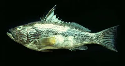 Southern rock bass (Paralabrax callaensis)