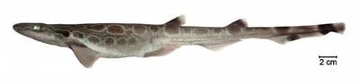 Southern sawtail catshark (Galeus mincaronei)