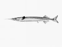Southern sea garfish (Hyporhamphus melanochir)