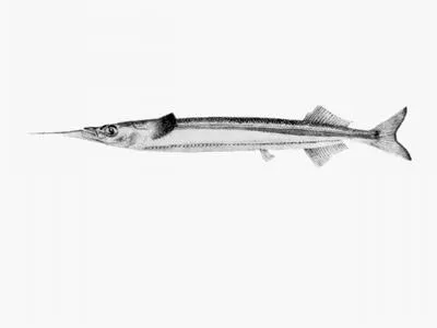 Southern sea garfish (Hyporhamphus melanochir)