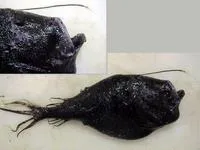 Southern seadevil (Ceratias tentaculatus)
