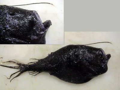 Southern seadevil (Ceratias tentaculatus)