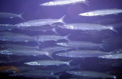 Southern sennet (Sphyraena picudilla)