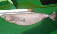 Southern sleeper shark (Somniosus antarcticus)