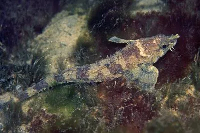 Southern spearnose poacher (Agonopsis sterletus)