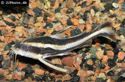 Southern striped raphael (Platydoras armatulus)