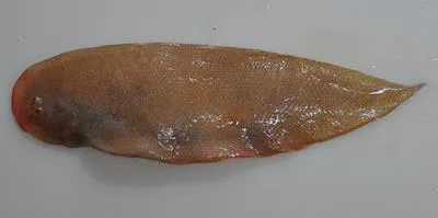 Southern tongue sole (Cynoglossus broadhursti)