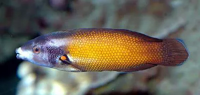 Southern tubelip (Labropsis australis)