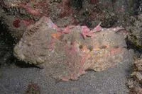 Southern velvetfish (Aploactisoma milesii)