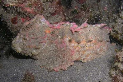Southern velvetfish (Aploactisoma milesii)