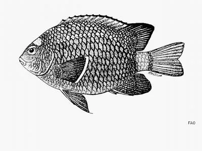 Southern whitetail major (Stegastes beebei)