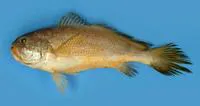 Southern yellow croaker (Larimichthys pamoides)