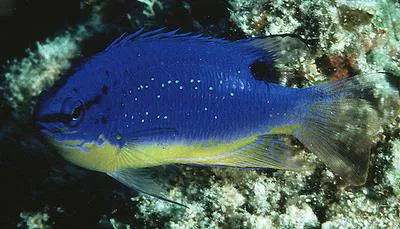 Southseas devil (Chrysiptera taupou)