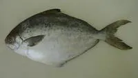 Southwest Atlantic butterfish (Stromateus brasiliensis)
