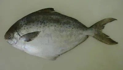 Southwest Atlantic butterfish (Stromateus brasiliensis)