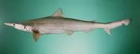 Spadenose shark (Scoliodon laticaudus)