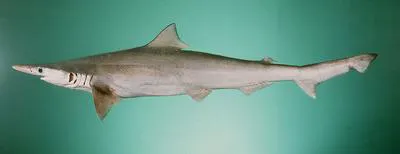Spadenose shark (Scoliodon laticaudus)