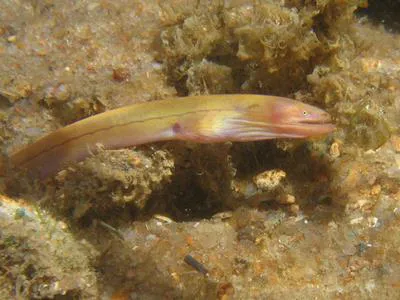 Spaghetti eel (Moringua edwardsi)
