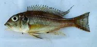 Spangled cichlid (Limnochromis auritus)