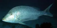 Spangled emperor (Lethrinus nebulosus)