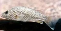 Spangled perch (Leiopotherapon unicolor)