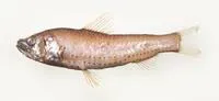 Spangleside neoscopelid (Neoscopelus porosus)