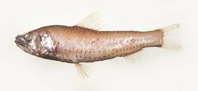 Spangleside neoscopelid (Neoscopelus porosus)