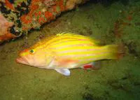 Spanish flag (Gonioplectrus hispanus)