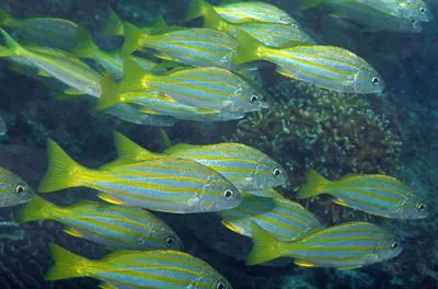Spanish flag snapper (Lutjanus carponotatus)