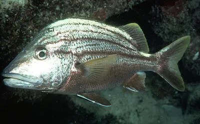 Spanish grunt (Haemulon macrostomum)