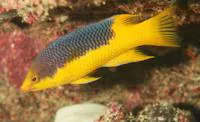 Spanish hogfish (Bodianus rufus)