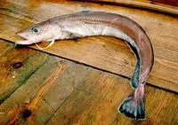Spanish ling (Molva macrophthalma)