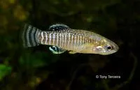 Spanish toothcarp (Aphanius iberus)