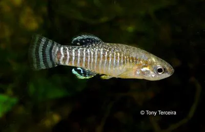 Spanish toothcarp (Aphanius iberus)